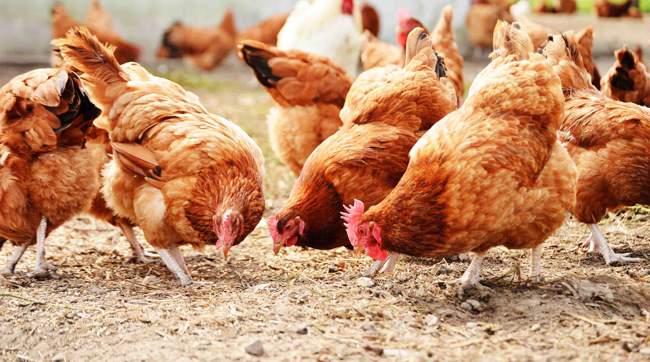 Kỹ thuật nuôi gà đẻ trứng nhiều – Mô hình làm giàu hiệu quả ở nông thôn
